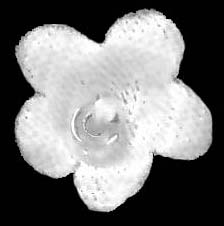 FLOWERS - P IVORY